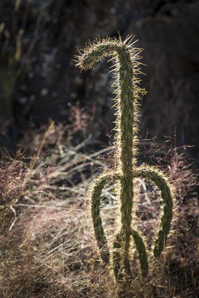 New Mexico, Valley of Fires Backlit cactus